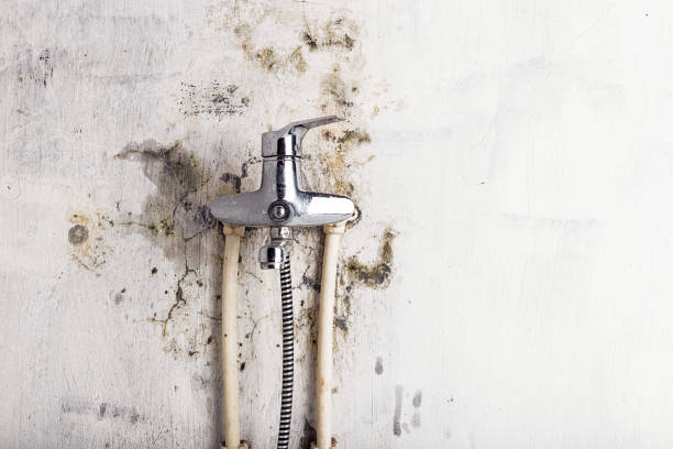 Best Toxic Mold Removal  in Rocky Mount, NC