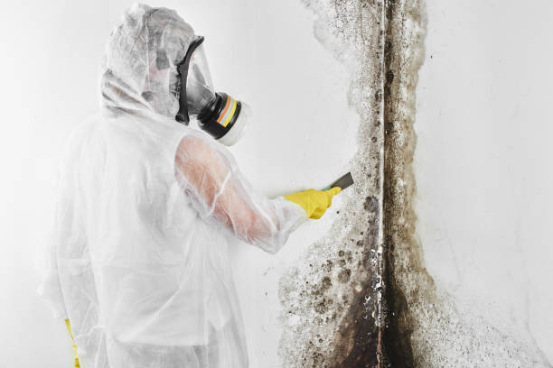 Best Mold Remediation  in Rocky Mount, NC