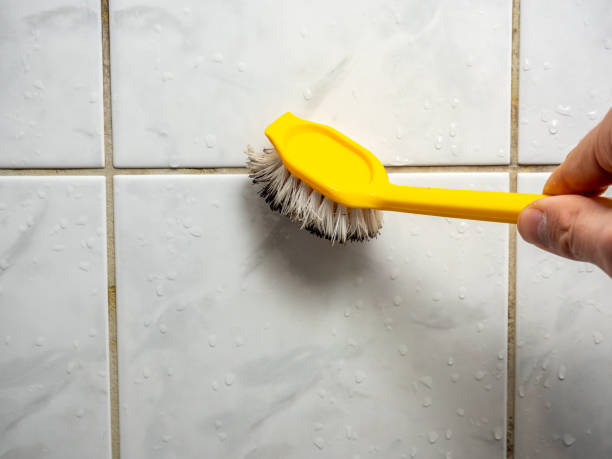 Best Same-Day Mold Removal  in Rocky Mount, NC