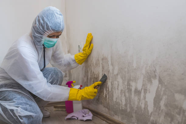 Best Mold Removal Near Me  in Rocky Mount, NC