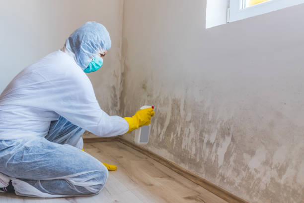 Best Mold Damage Repair  in Rocky Mount, NC
