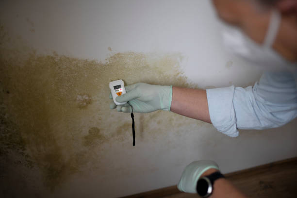 Rocky Mount, NC Mold Removal Company
