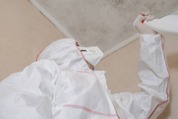 Best Best Mold Removal Companies  in Rocky Mount, NC