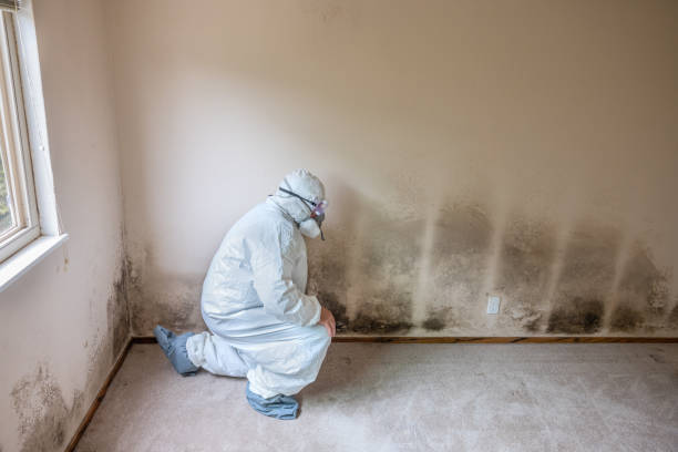 Best Mold Cleaning Services  in Rocky Mount, NC