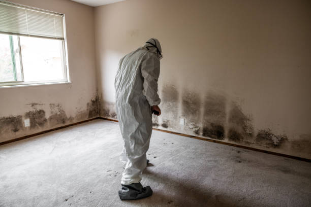 Best Professional Mold Removal  in Rocky Mount, NC