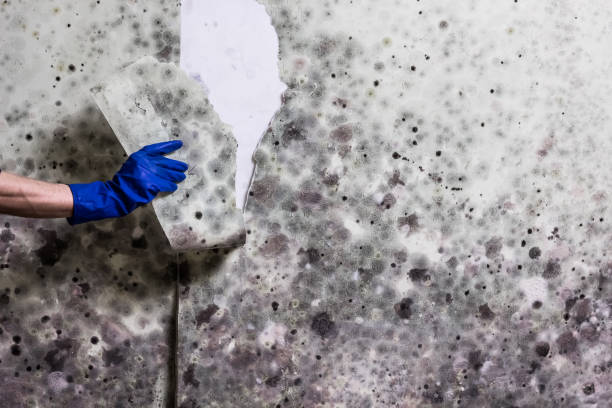 Best Professional Mold Removal  in Rocky Mount, NC