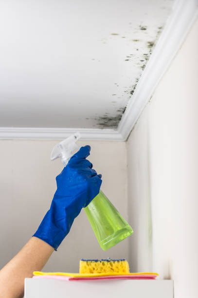 Best Commercial Mold Removal  in Rocky Mount, NC