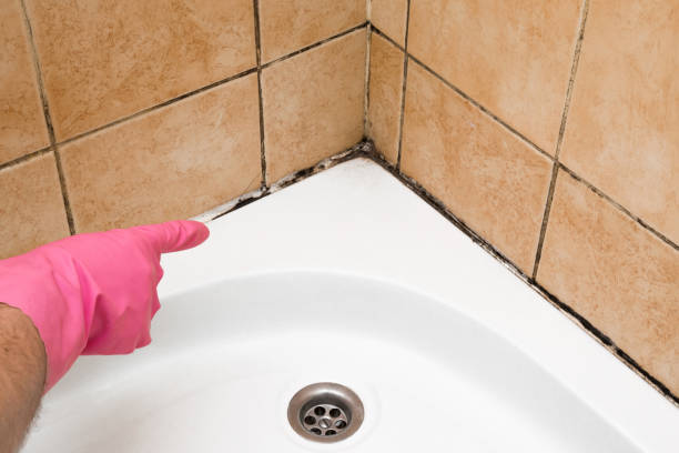 Best Residential Mold Removal  in Rocky Mount, NC